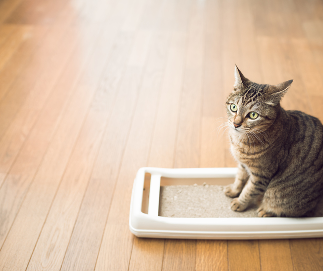 猫
