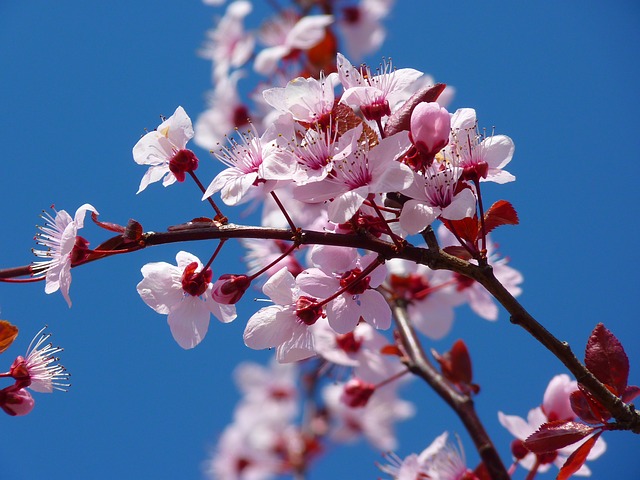 ãã®ç»åã«ã¯ alt å±æ§ãæå®ããã¦ãããããã¡ã¤ã«åã¯ ãæ¤ç©ãæ¡.jpg ã§ã